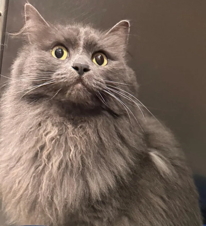 An adult medium-sized female Domestic Long Hair cat named Karma for adoption in Kenai, AK