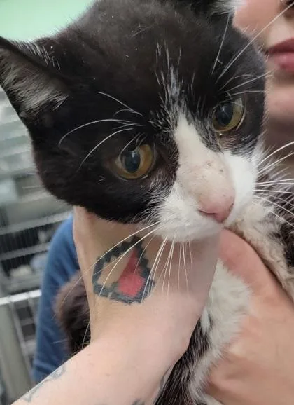An adult medium-sized female Black Domestic Short Hair cat named Acie for adoption in Bedford, IN