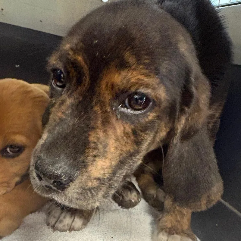 A baby medium-sized female Brindle Mixed Breed dog named Rhianna for adoption in Columbus, GA