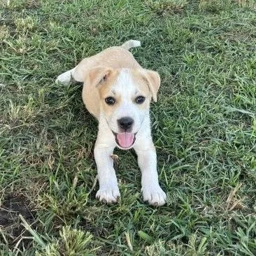 Huck