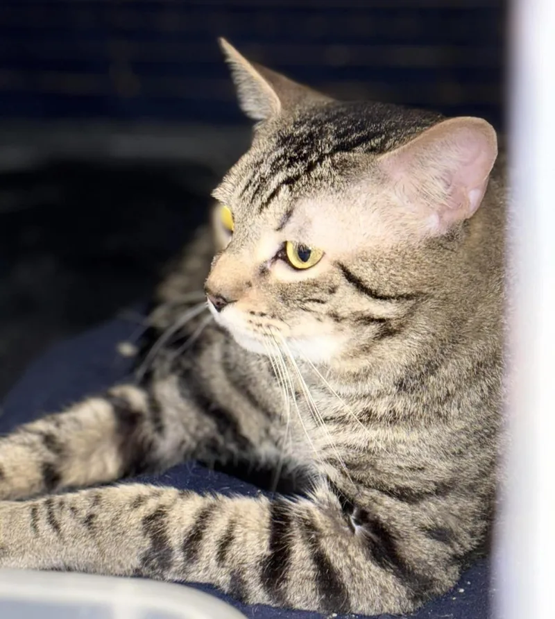 An adult medium-sized male Tabby (Brown / Chocolate) American Shorthair cat named Tigger for adoption in Allen, TX