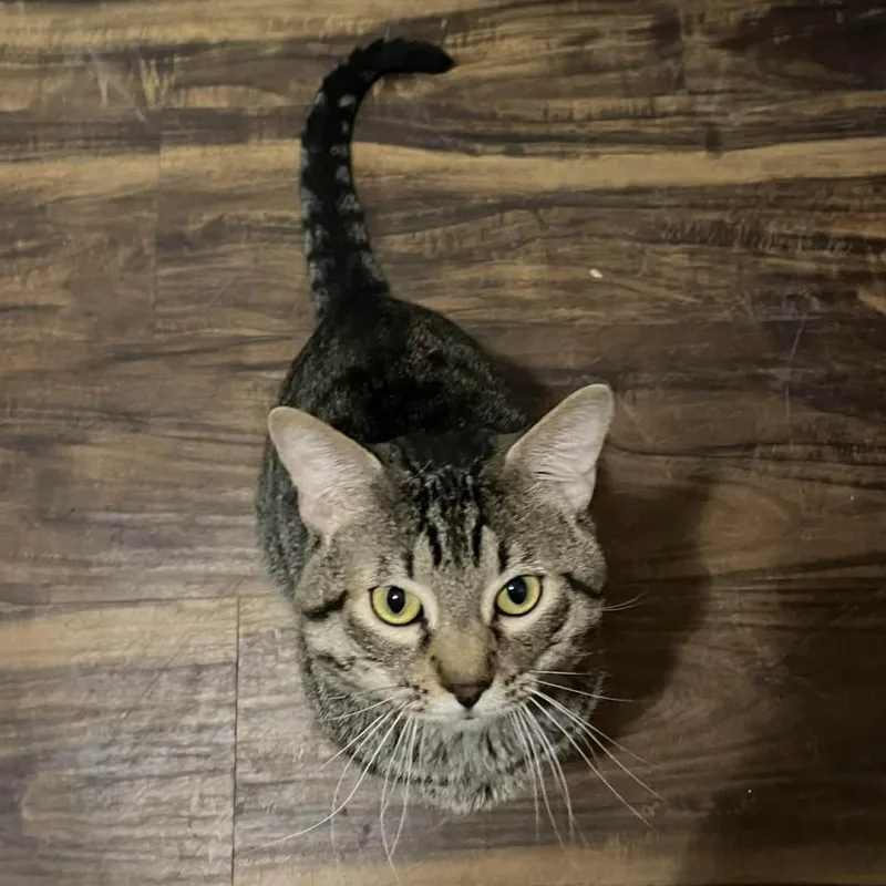 Tigger thumbnail 3