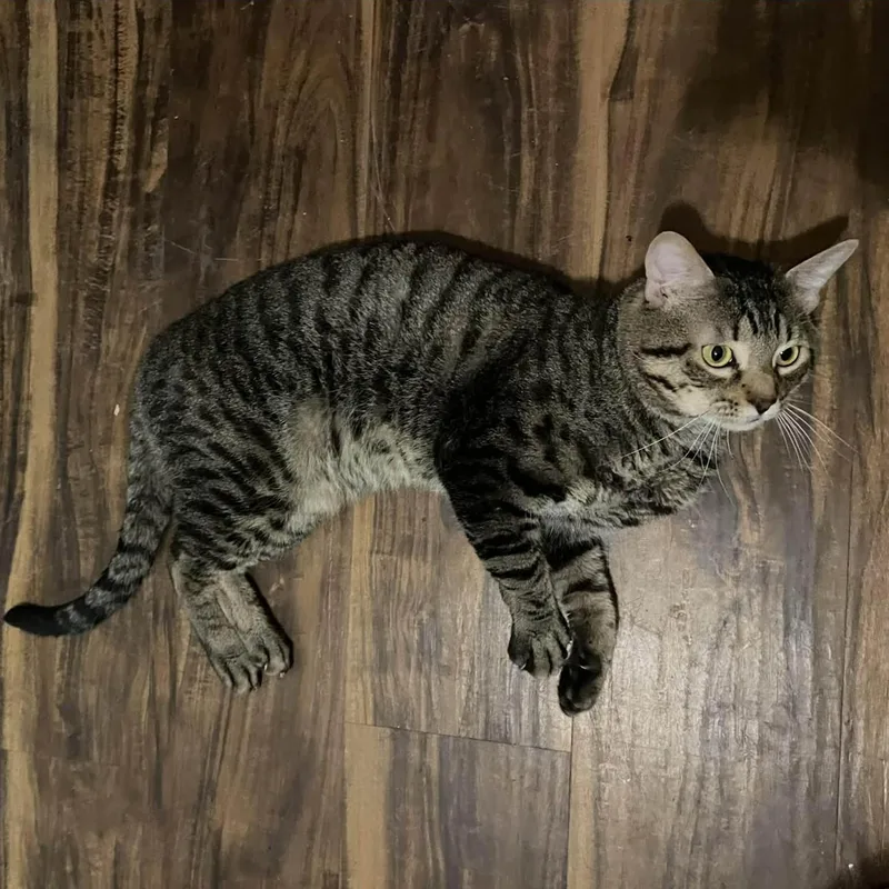 Tigger thumbnail 4