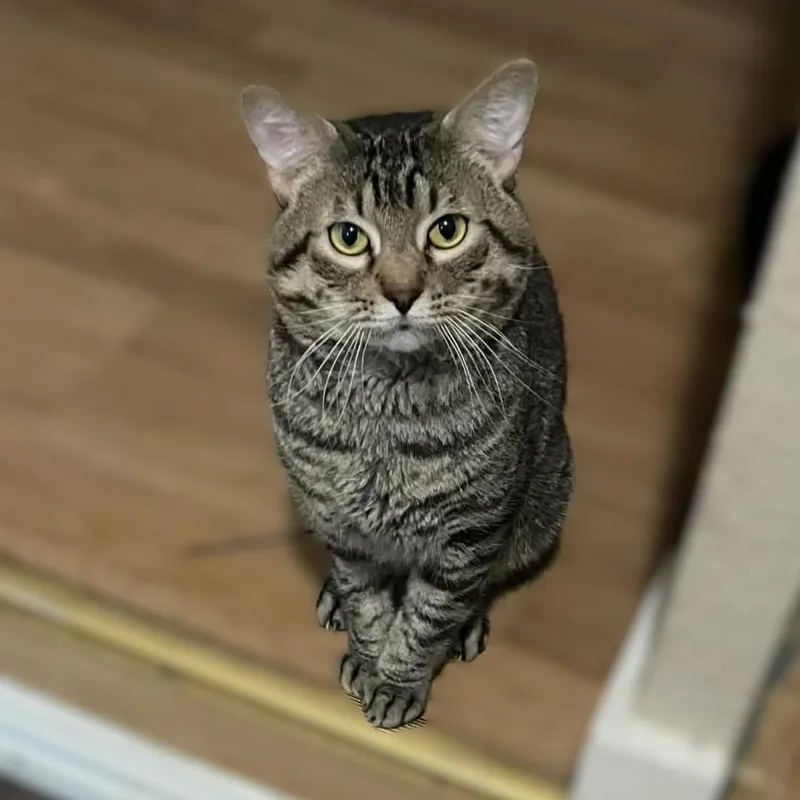 Tigger thumbnail 5
