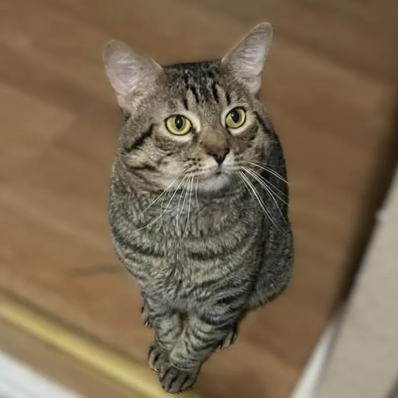 Tigger thumbnail 6