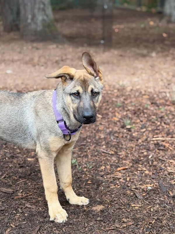 A young large-sized male German Shepherd Dog dog named Kenai for adoption in renton, WA
