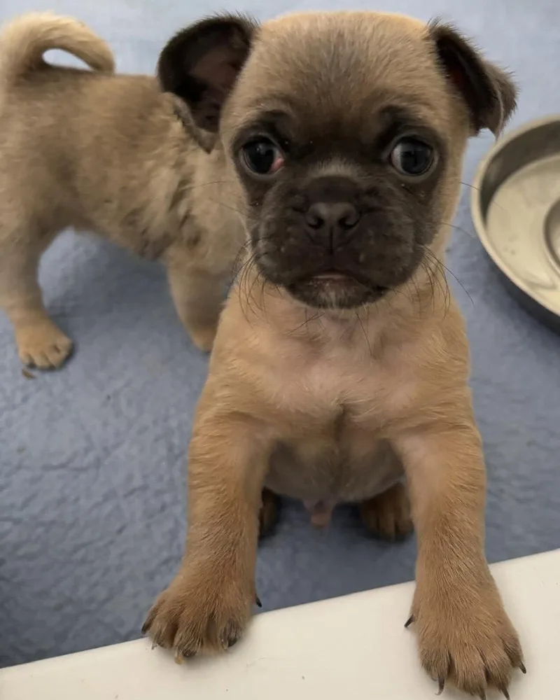 A baby small-sized male Pug dog named Rocket for adoption in Corona, CA