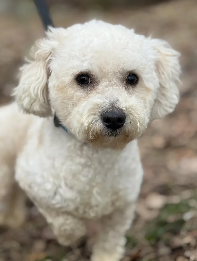 Oliver Twist thumbnail 2