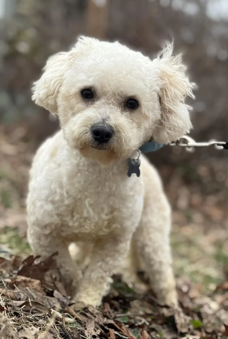 Oliver Twist thumbnail 4