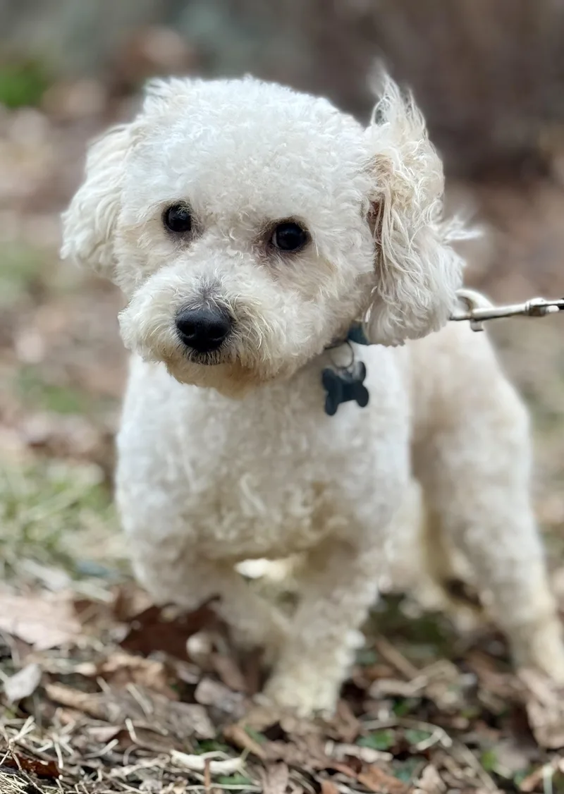 Oliver Twist thumbnail 5