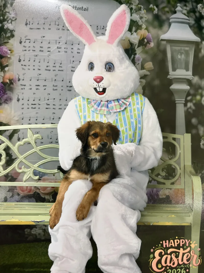 Teddy And Hudson thumbnail 3