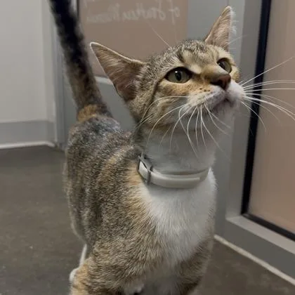 A young small-sized female Domestic Short Hair cat named Caramel for adoption in Janesville, WI