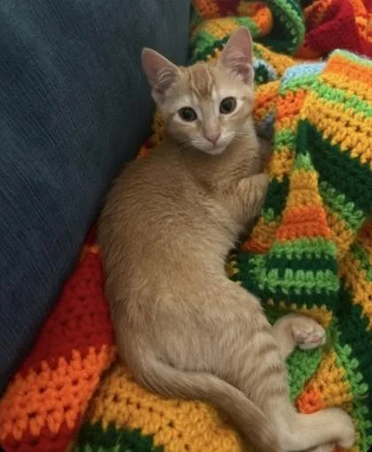 A baby medium-sized female Orange / Red Domestic Short Hair cat named Croissant for adoption in Warr Acres, OK