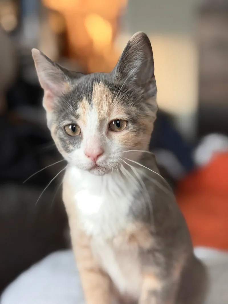 A baby medium-sized female Dilute Tortoiseshell Domestic Short Hair cat named Hubble for adoption in Murfreesboro, TN