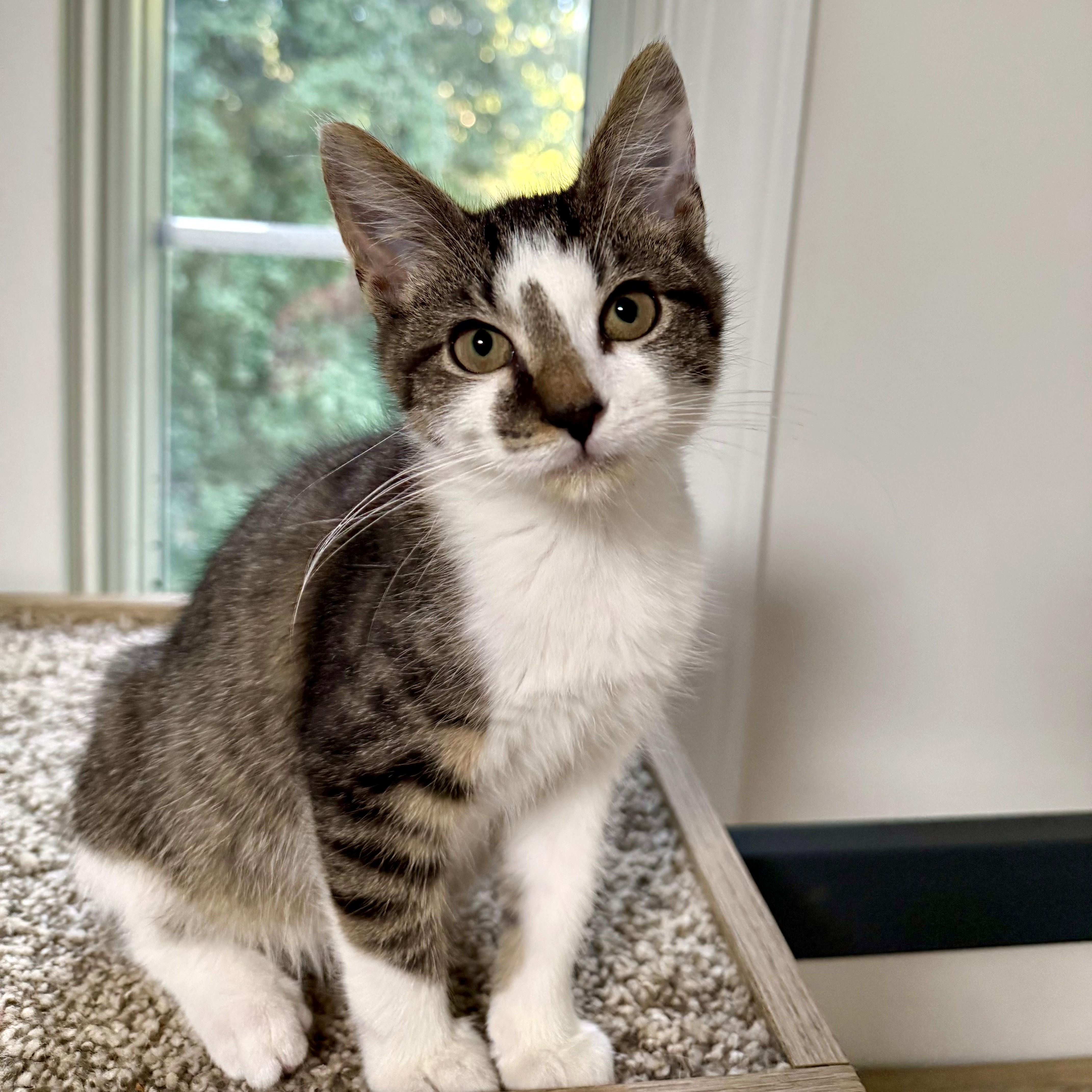 A baby small-sized male Tabby (Buff / Tan / Fawn) Domestic Short Hair cat named Nero for adoption in Richmond, VA