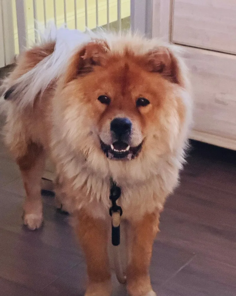 A young medium-sized male Red / Chestnut / Orange Chow Chow dog named Haku In Las Vegas for adoption in Sacramento, CA