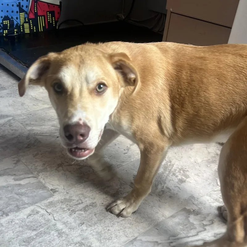 A young medium-sized male Golden Mixed Breed dog named Rusty for adoption in Oak Hill, WV