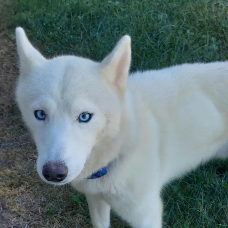 An adult medium-sized male Siberian Husky dog named Ziggy for adoption in Corydon, IN