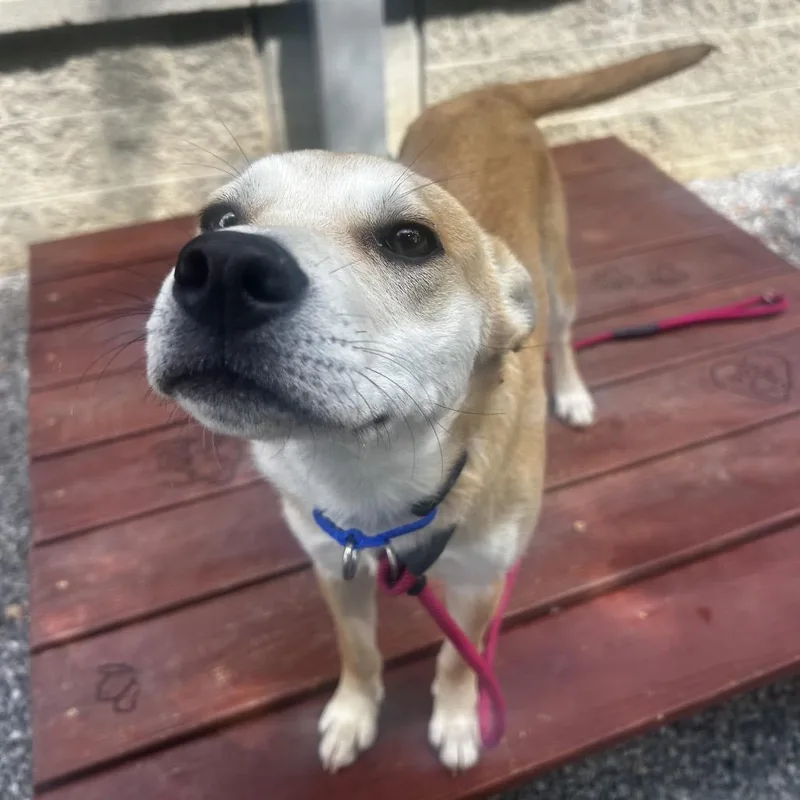 A young medium-sized female Yellow / Tan / Blond / Fawn Mixed Breed dog named Sunny for adoption in Asheville, NC