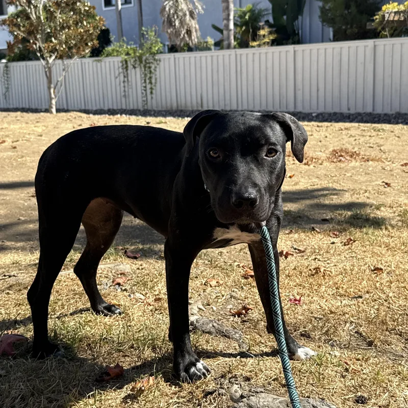 An adult medium-sized female Black American Staffordshire Terrier dog named Olive for adoption in La Mesa, CA