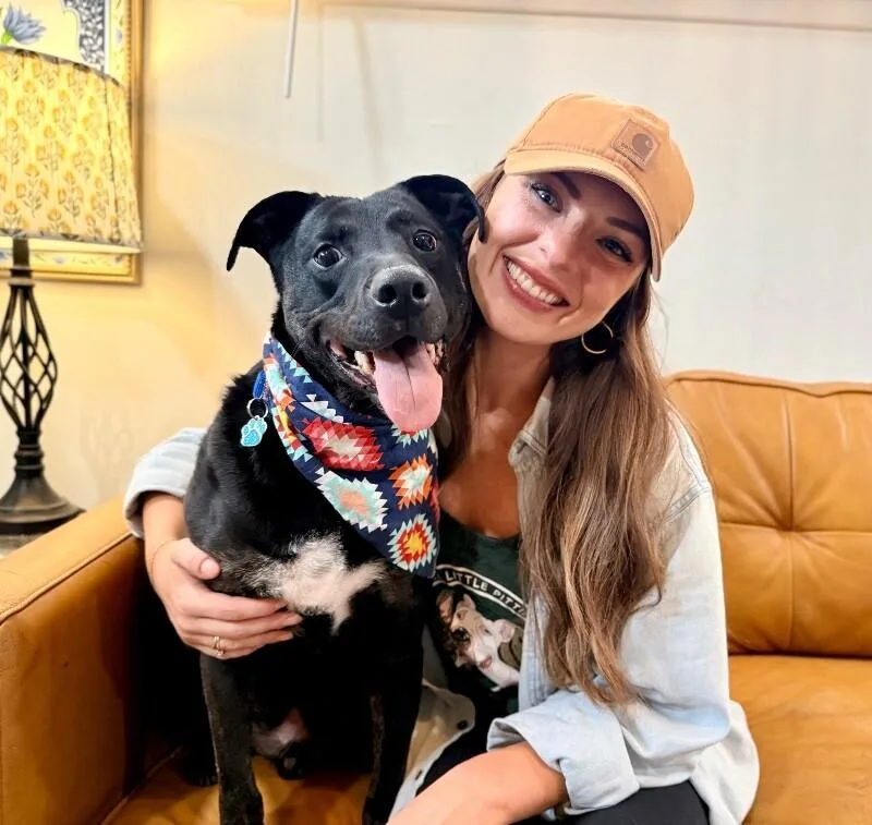 An adult medium-sized male Bicolor Labrador Retriever dog named Ducky Bubby The Goofy for adoption in Friendswood, TX