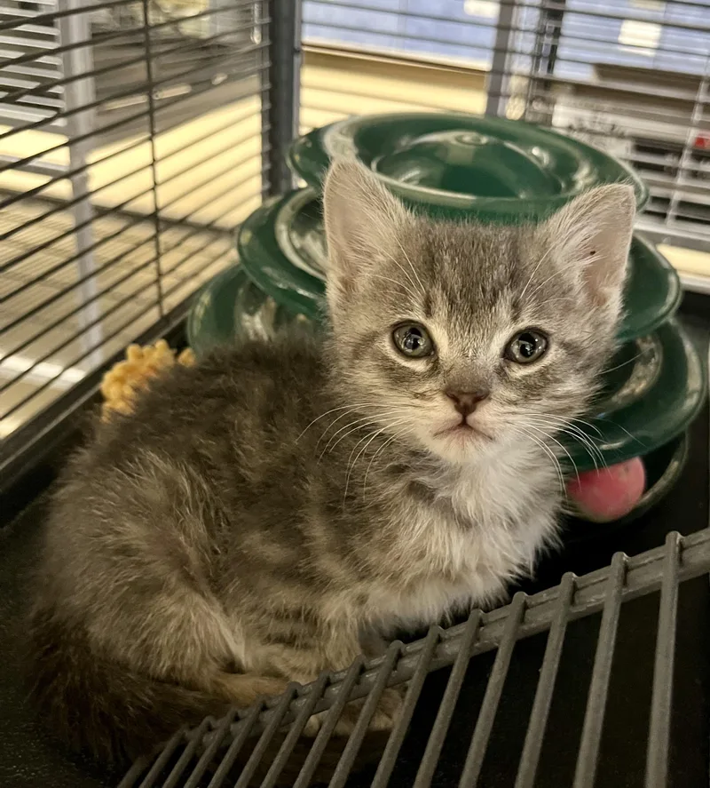 A baby medium-sized female Gray / Blue / Silver Domestic Short Hair cat named Tinky Winky for adoption in Seville, OH