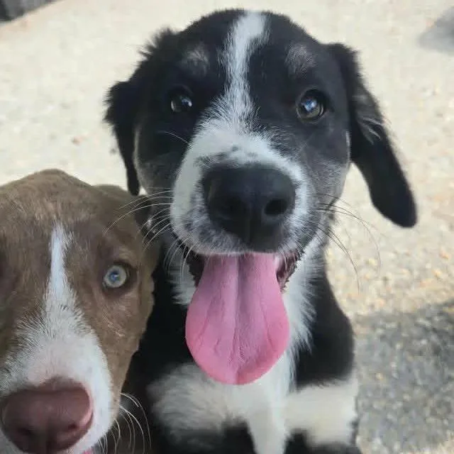 A baby small-sized female Collie dog named Fall Pup: Maple for adoption in Falls Church, VA