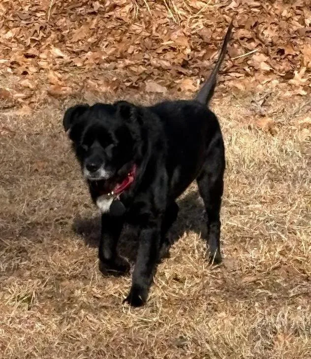 Lil Bear thumbnail 2