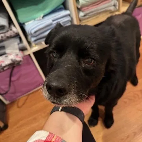 Lil Bear thumbnail 4