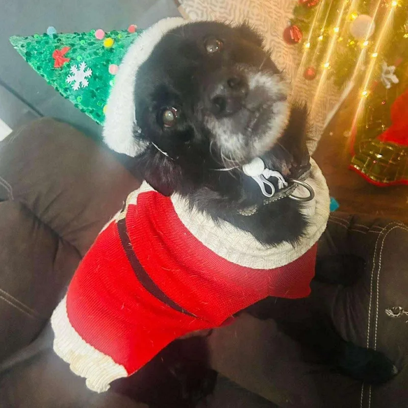 Lil Bear thumbnail 5