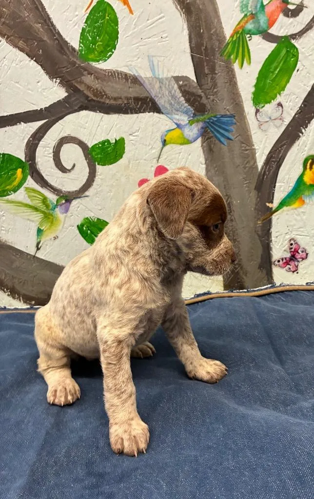 A baby medium-sized female Australian Cattle Dog / Blue Heeler dog named Penelope for adoption in Brookhaven, MS