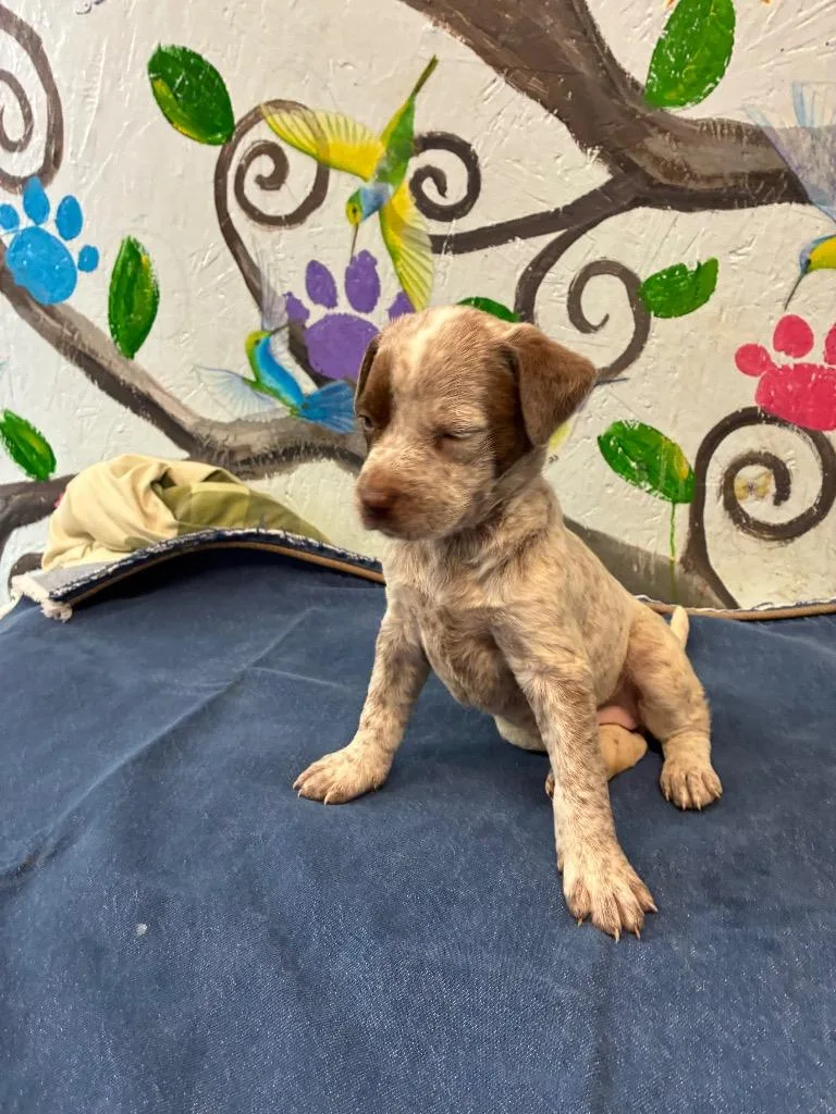 Penelope thumbnail 2