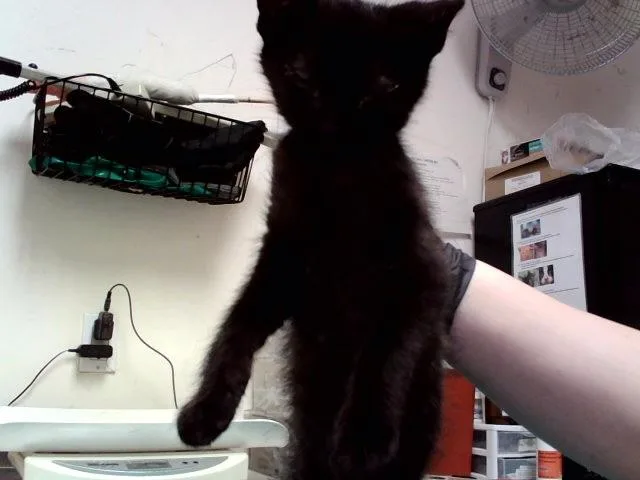 A baby small-sized male Domestic Short Hair cat named Malbec for adoption in Martinez, CA