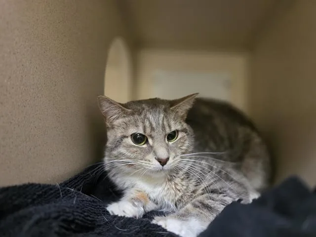A young medium-sized female Domestic Short Hair cat named Nyla for adoption in Denver, CO