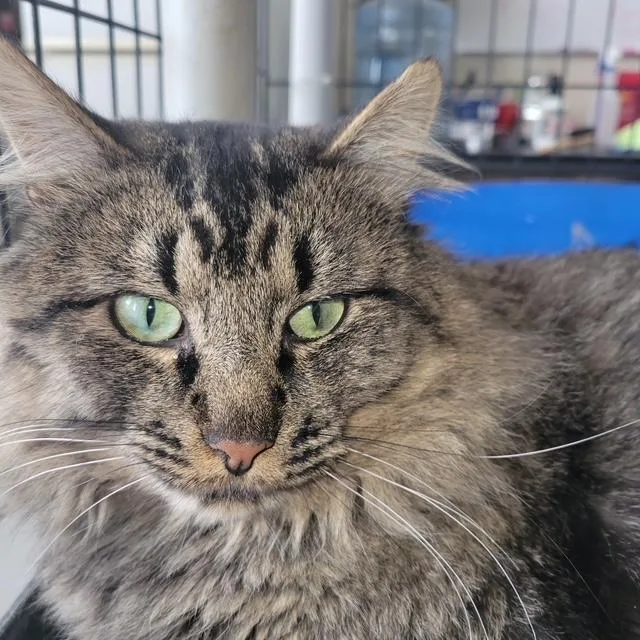 An adult large-sized male Tabby (Gray / Blue / Silver) Domestic Long Hair cat named Raj for adoption in Raymond, WA
