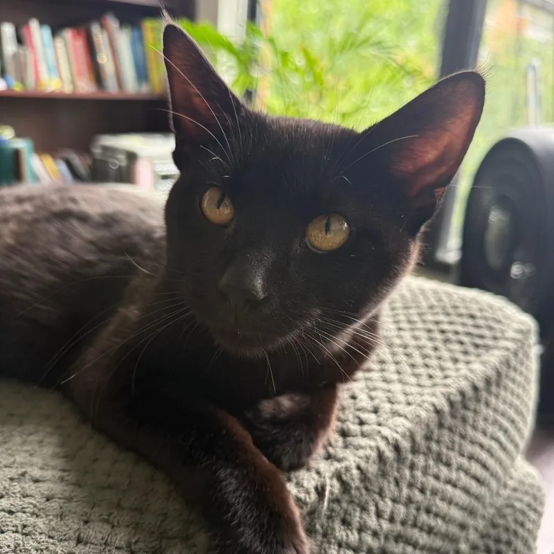 An adult medium-sized male Black Domestic Short Hair cat named Soil for adoption in Evanston, IL