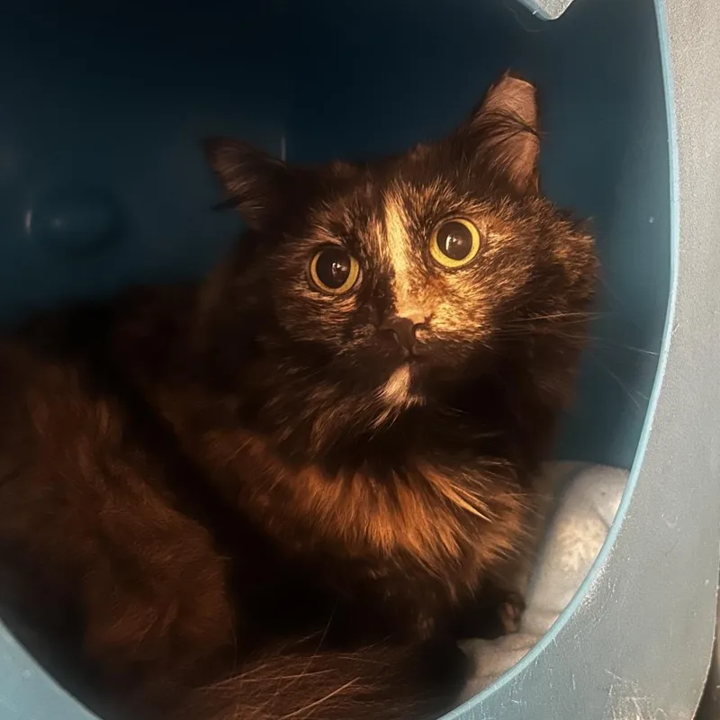 An adult large-sized female Tortoiseshell Domestic Long Hair cat named Carla for adoption in Waukesha, WI