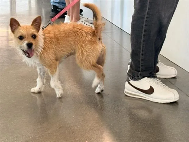 A young small-sized female Terrier dog named Truffles for adoption in San Martin, CA
