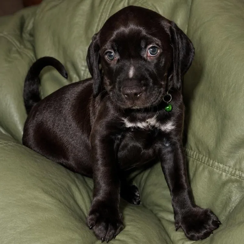 A baby small-sized male Brown / Chocolate Labrador Retriever dog named Keroppi for adoption in Tampa, FL