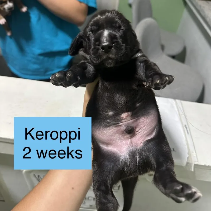 Keroppi thumbnail 2
