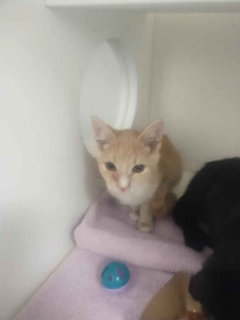 A baby medium-sized male Domestic Short Hair cat named Billy for adoption in Oxford, NC