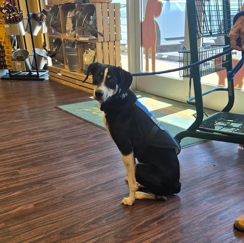 Ziggy trained &  thumbnail 4