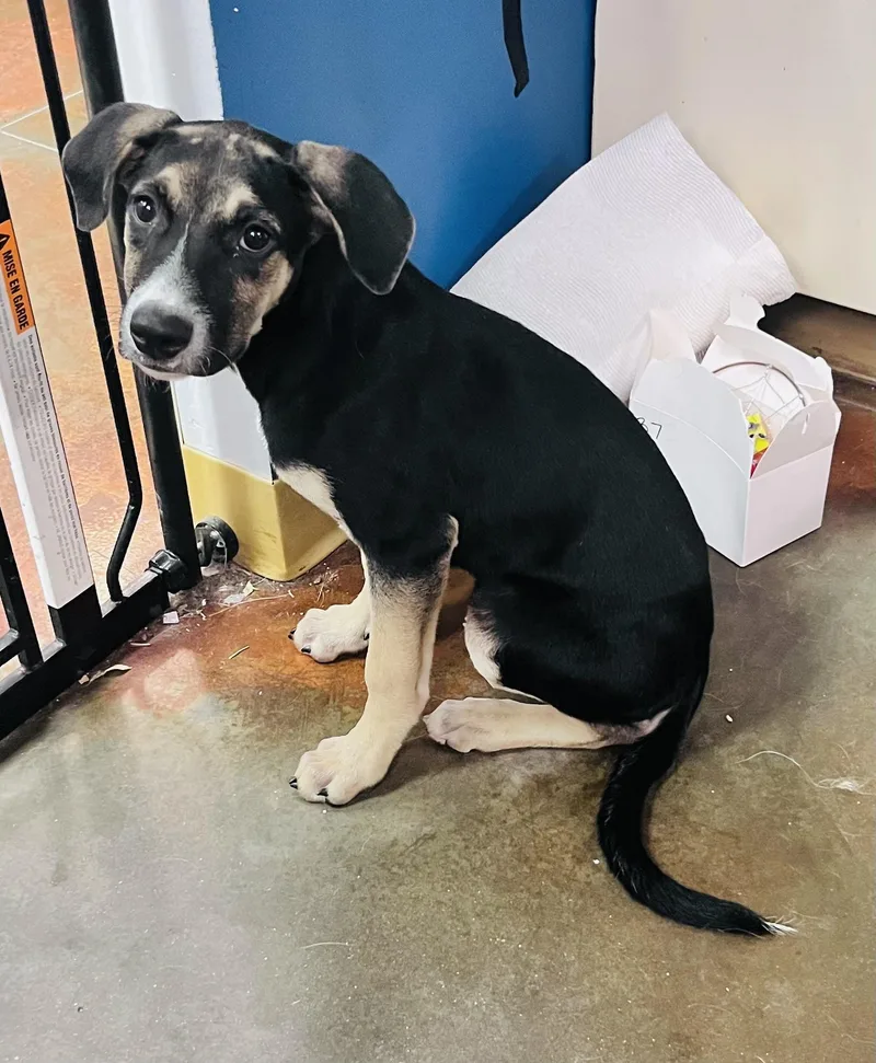 A baby medium-sized female Tricolor (Brown, Black, & White) German Shepherd Dog dog named Joanie for adoption in Council Bluffs, IA