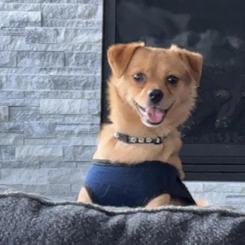 An adult small-sized male Red / Chestnut / Orange Chihuahua dog named Ernest D for adoption in Minnetonka, MN