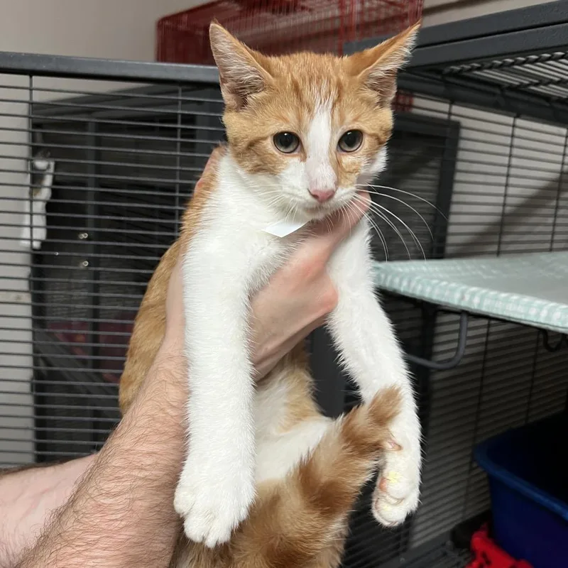 A baby small-sized male Orange / Red Domestic Short Hair cat named Max for adoption in Birmingham, AL