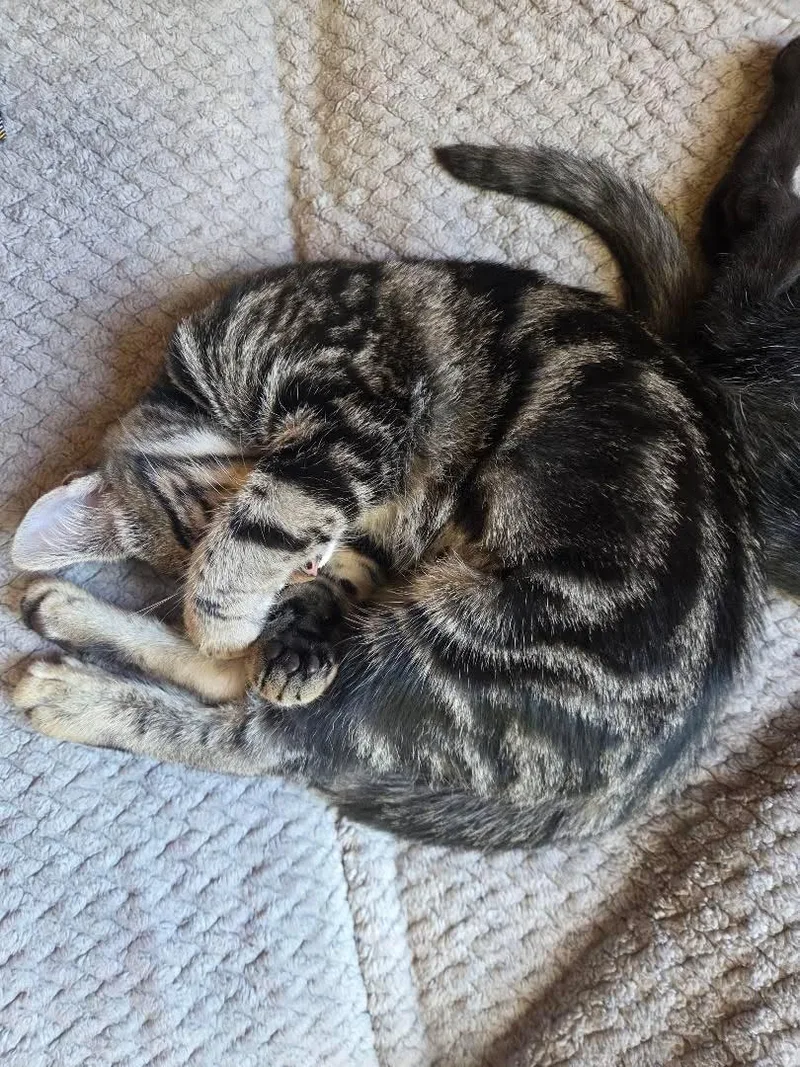 A baby small-sized female Domestic Short Hair cat named Milano for adoption in St. Albans, VT