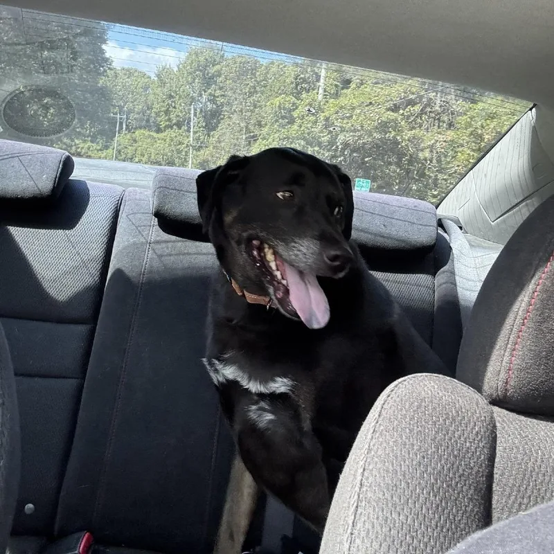 A senior large-sized male Black Labrador Retriever dog named Ace for adoption in Hampton Bays, NY