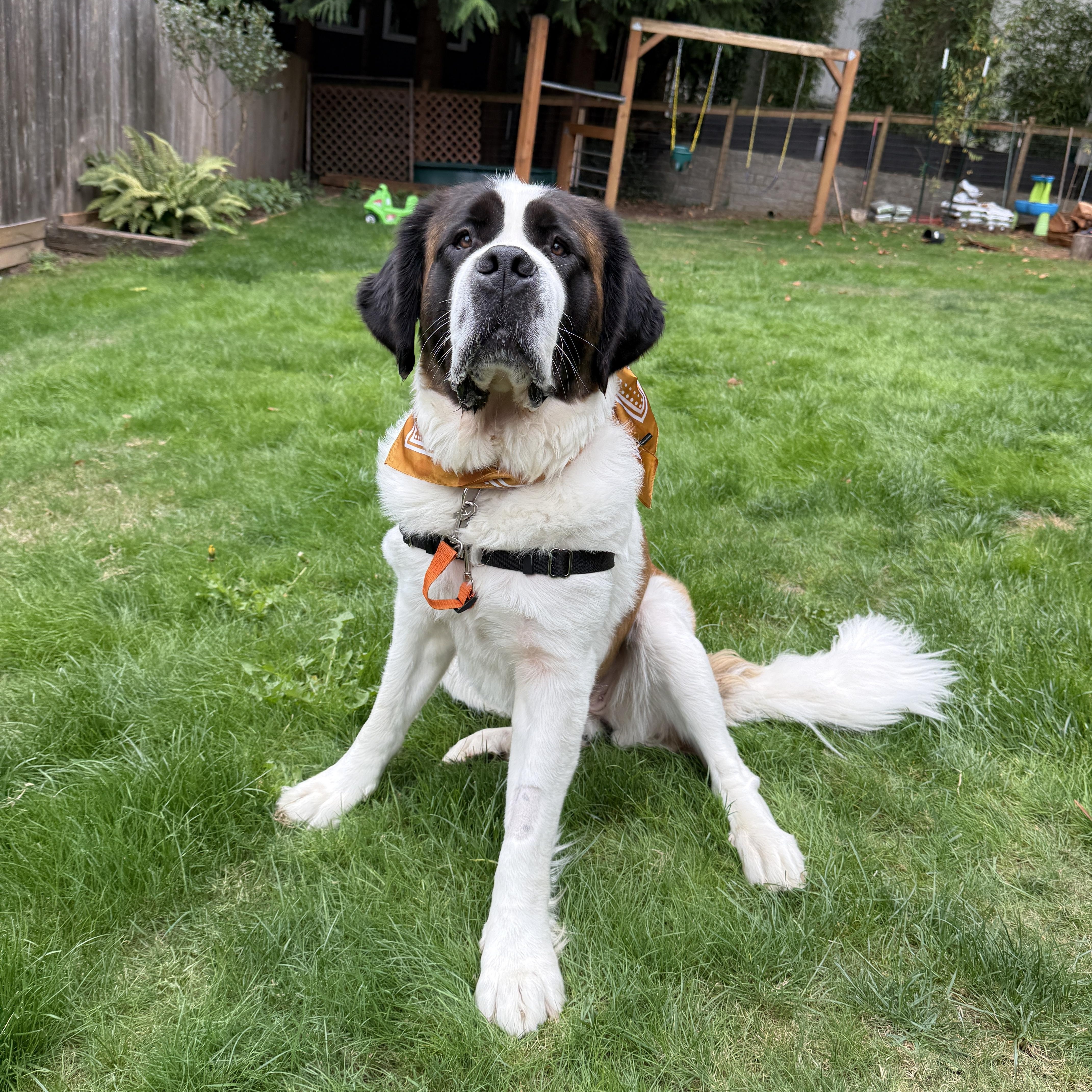 An adult extra large-sized female Saint Bernard dog named Freya for adoption in Portland, OR