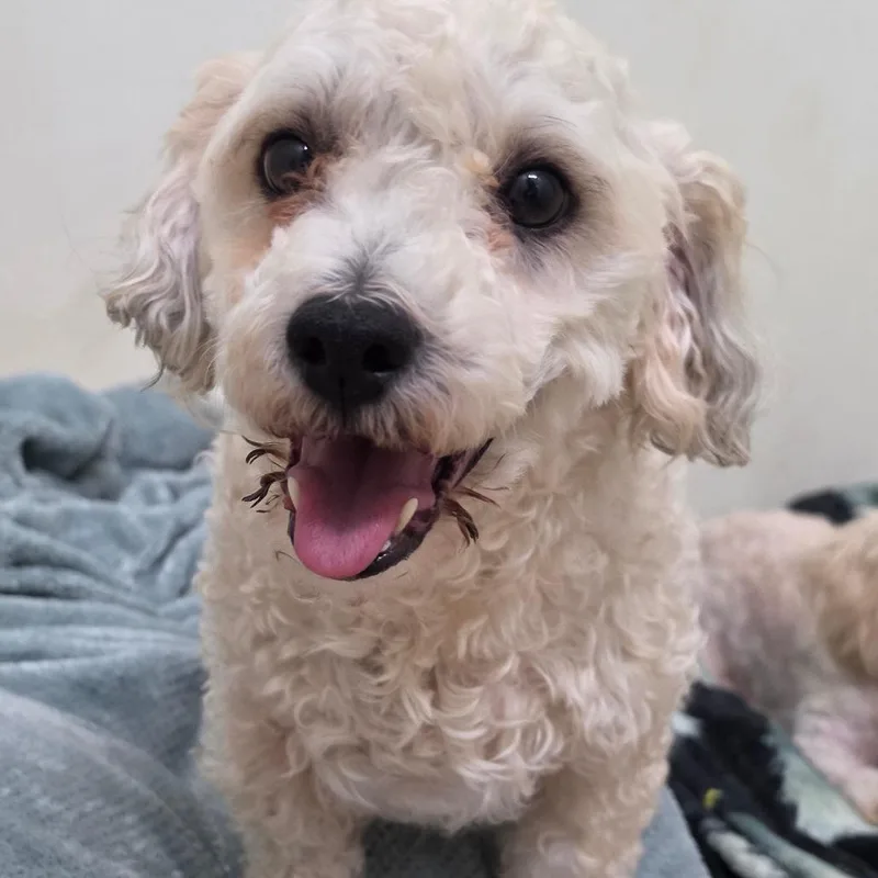 An adult small-sized male White / Cream Standard Poodle dog named Michael  City of for adoption in Chino Hills, CA