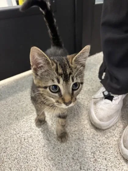 A young small-sized male Domestic Short Hair cat named Pablo for adoption in Scotia, NY